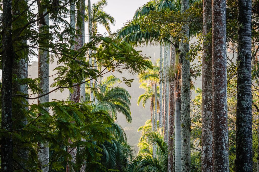 A vibrant view of tall palm trees in Rio de Janeiro's lush jungle setting.